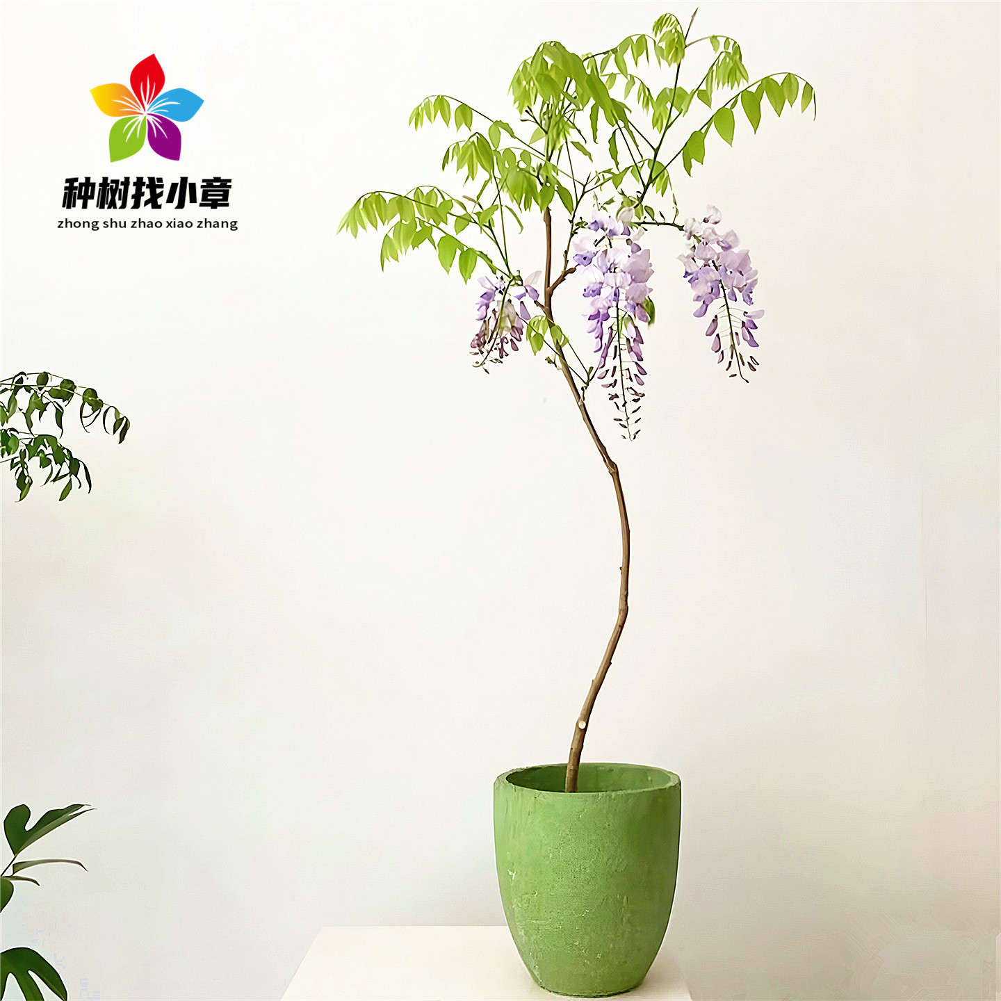 紫藤花苗爬藤攀援花卉耐寒风景树