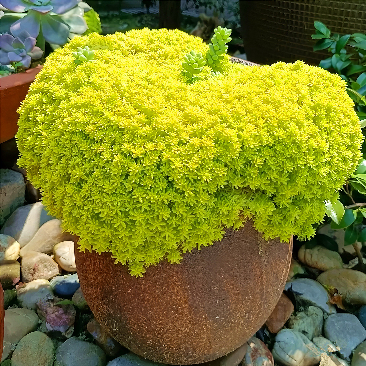黄金佛甲草盆栽花镜绿化万年草