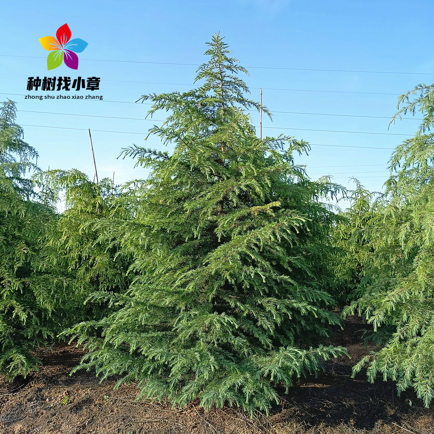 雪松树苗庭院四季常青绿化风景树