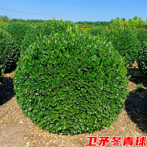 卫矛庭院耐寒四季常青绿化风景树