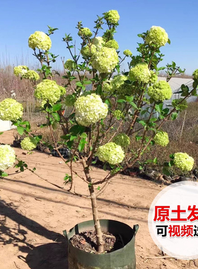 中华木绣球树苗大花斗球小苗庭院盆栽绿化风景大树丛林生木本绣球