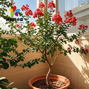 小叶玫红紫薇花树苗庭院园林耐寒风景树造型斜飘怪桩异形紫薇树苗