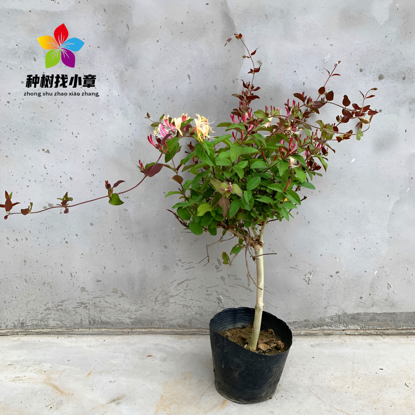 金银花庭院耐寒爬藤绿化风景树苗