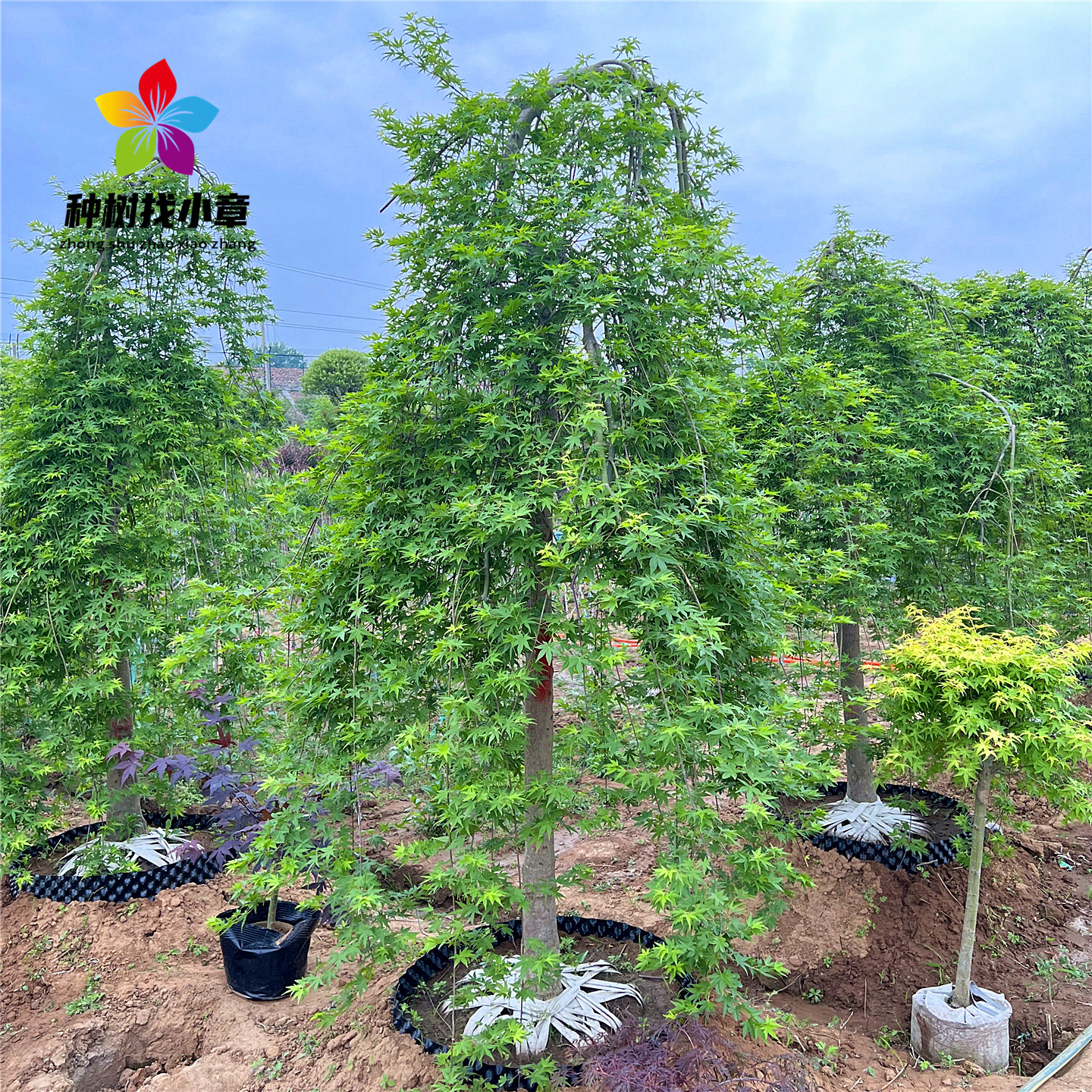 流泉枫绿植盆栽垂枝瀑布风景红枫图片
