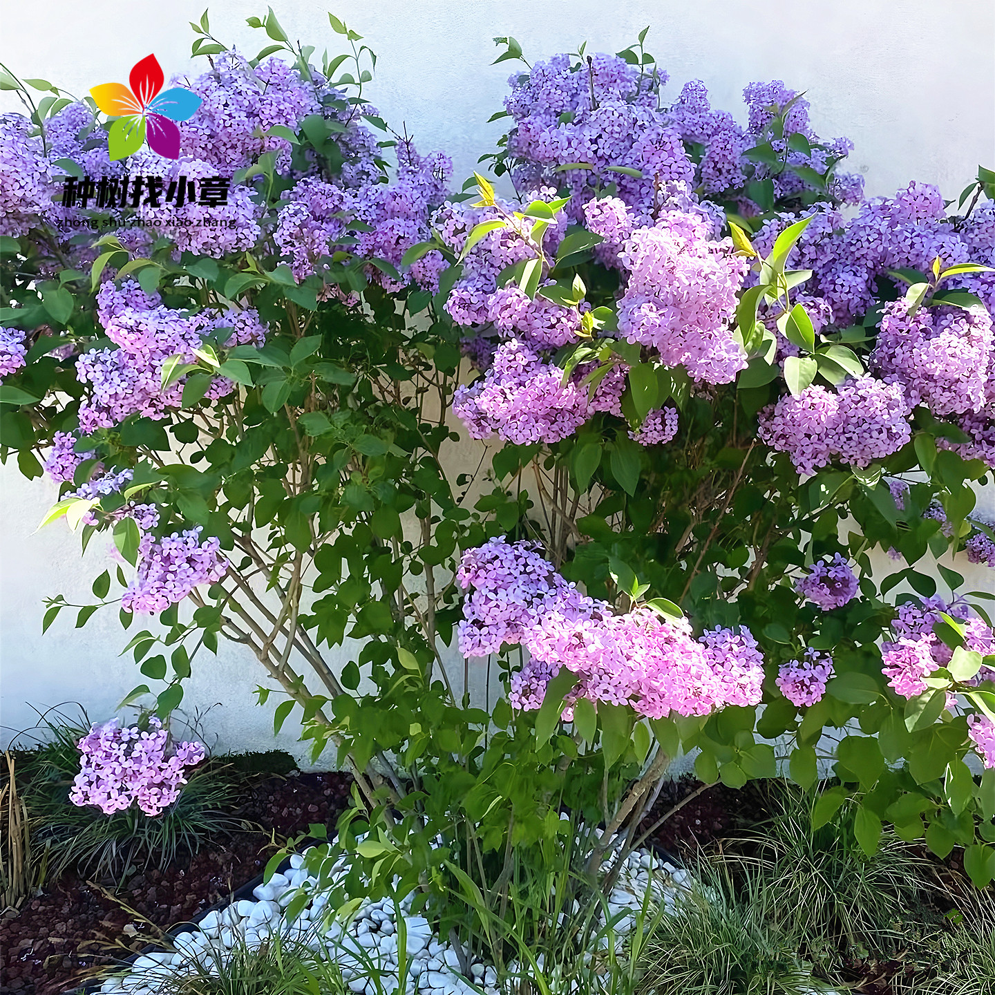 丛生丁香花苗耐寒绿化花卉风景树