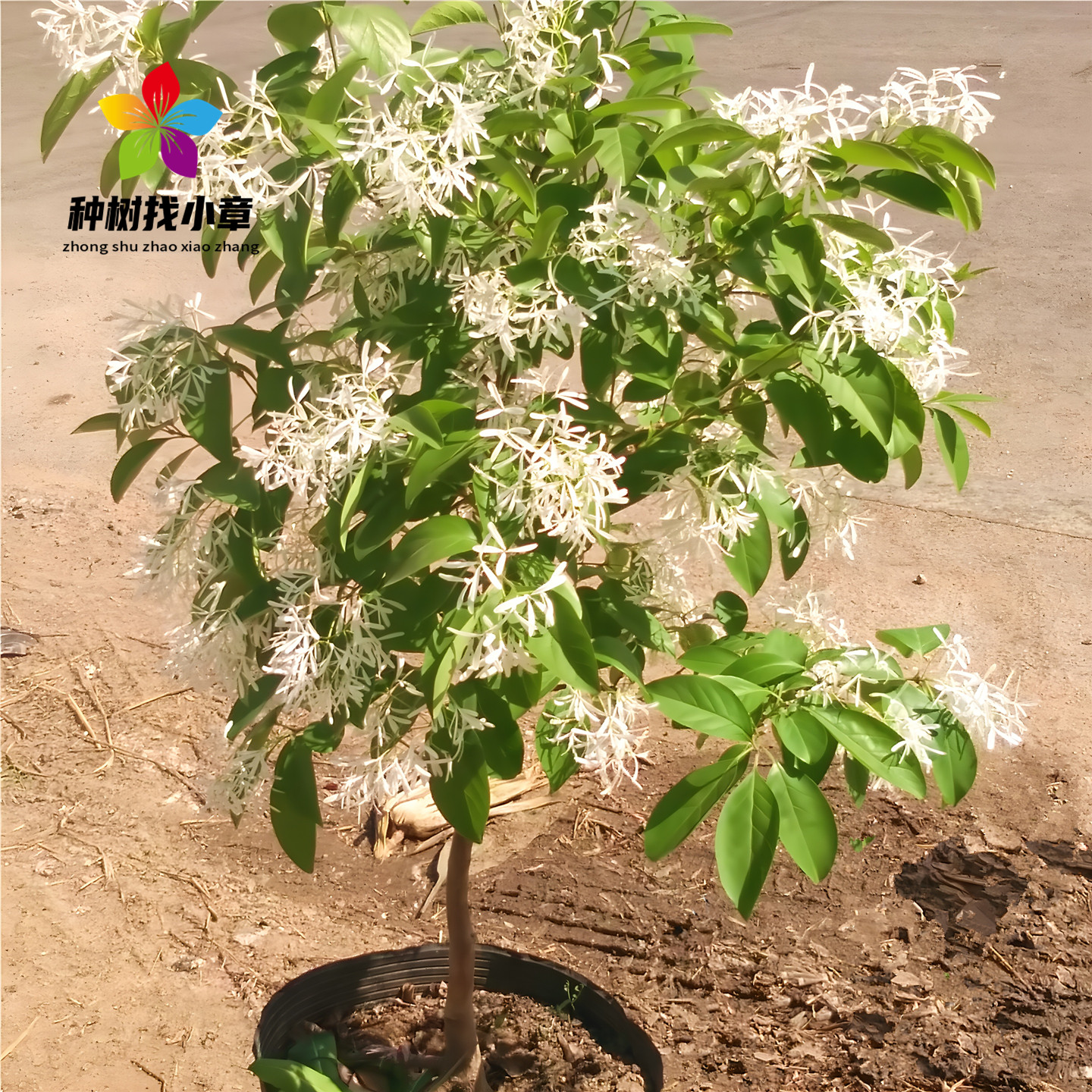 流苏庭院园林盆栽耐寒绿化风景树