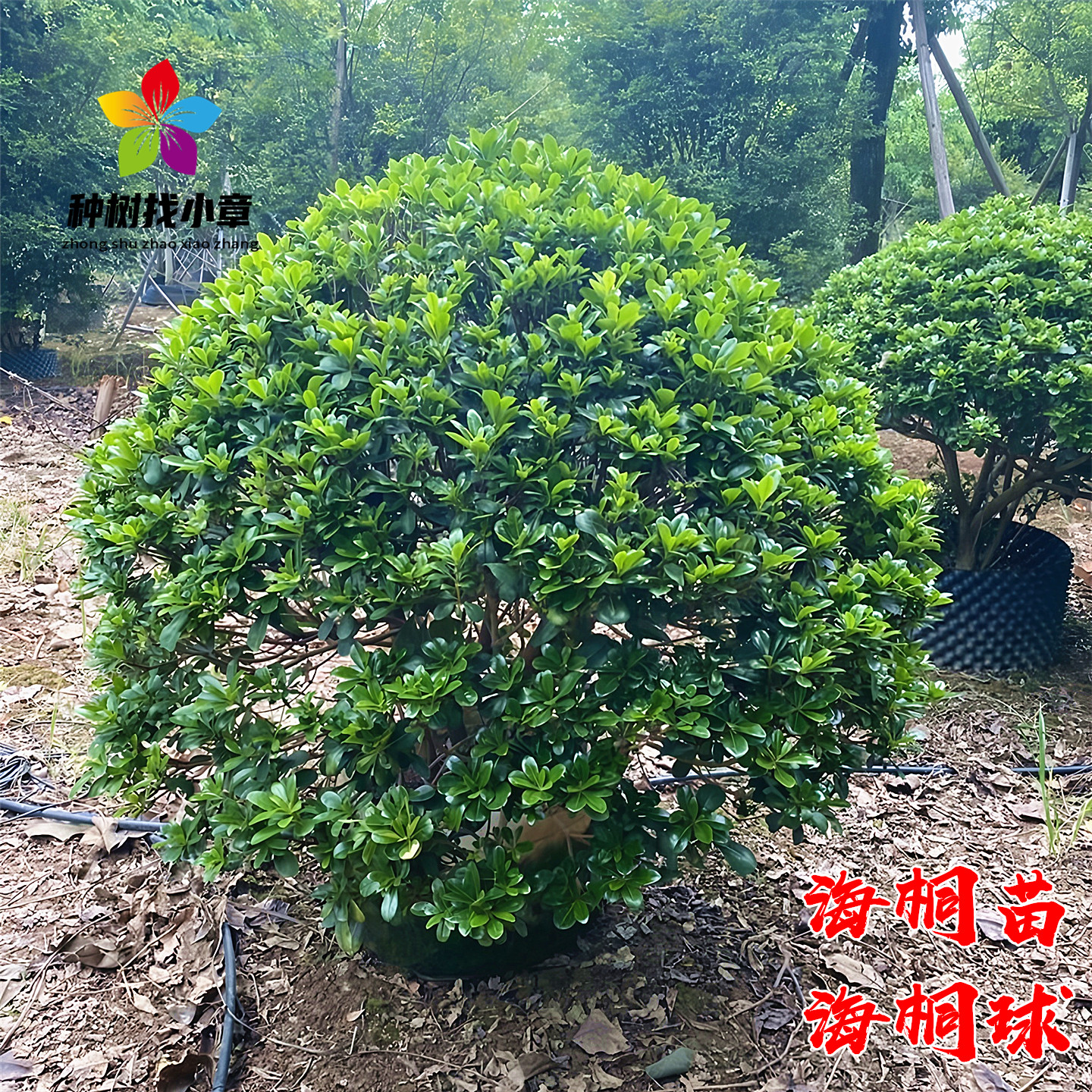 海桐苗四季常青浓香庭院篱笆植物