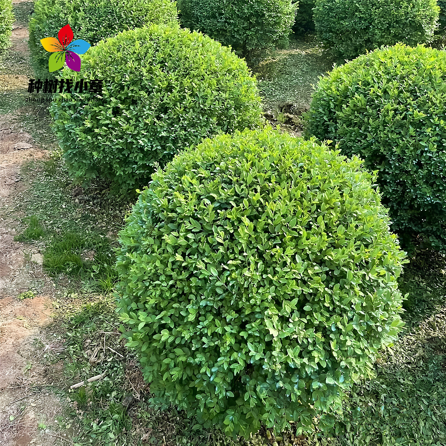 小叶女贞球庭院耐寒绿化风景树苗