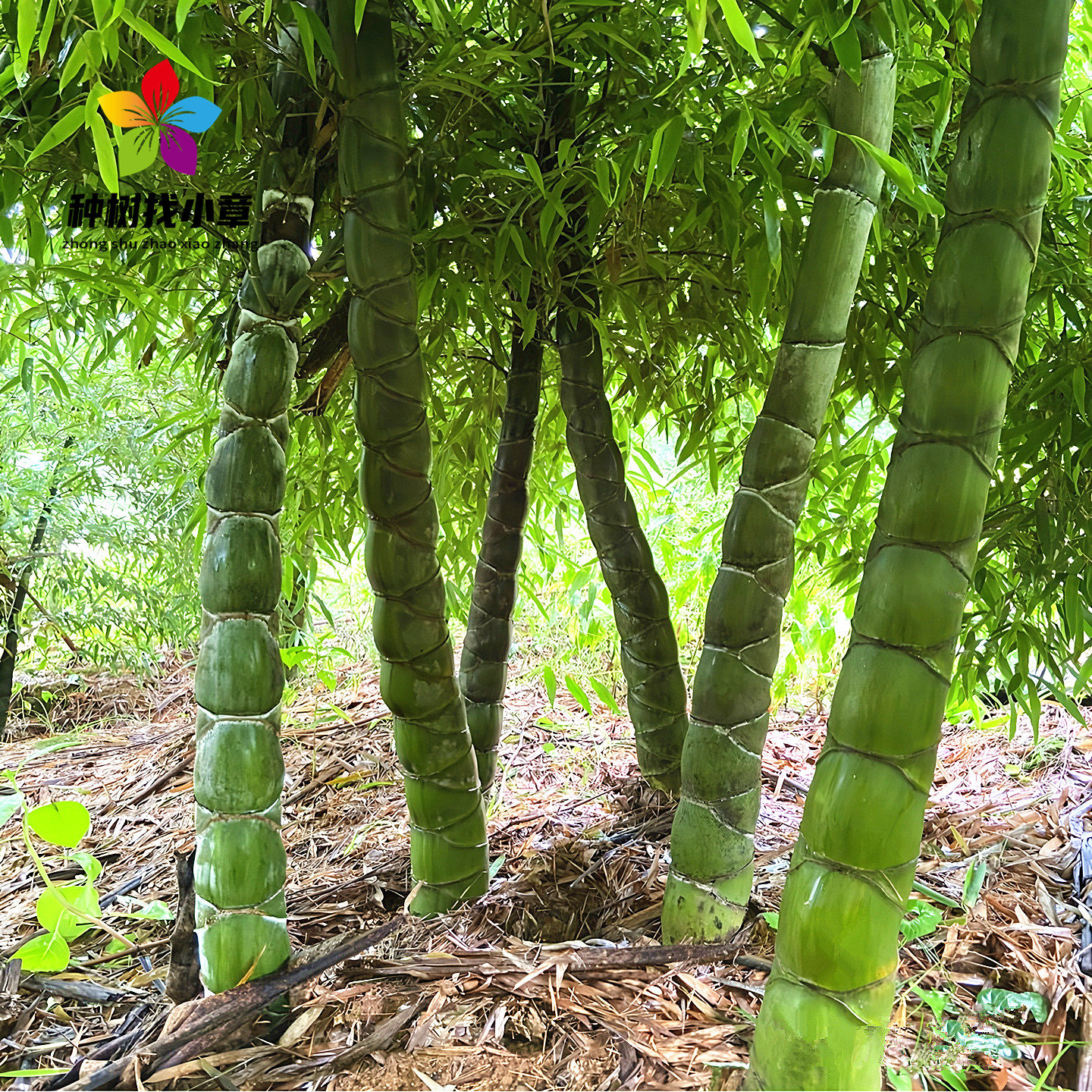 龙鳞竹树苗庭院常青绿化风景树苗