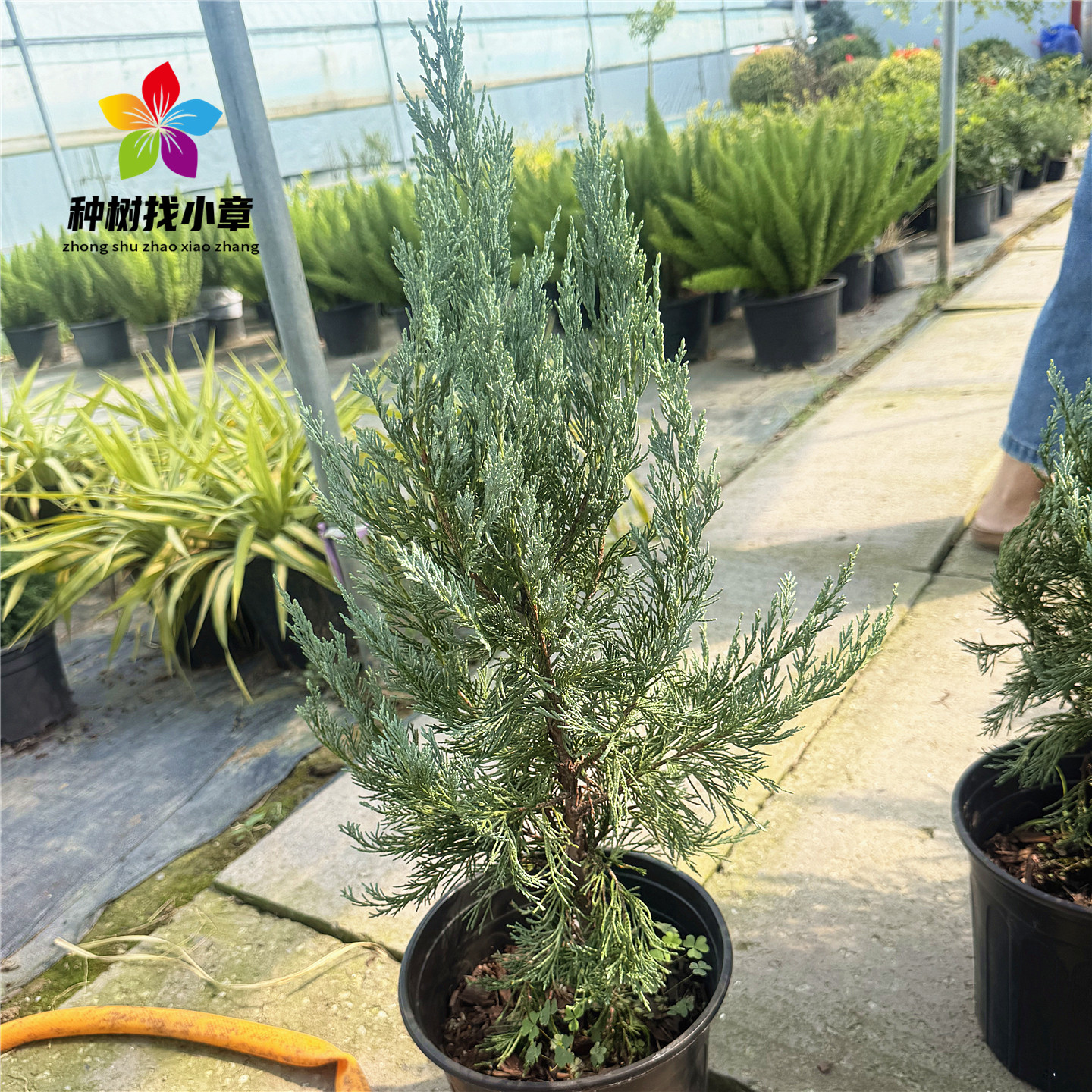 洛基山圆柏蓝色天堂盆栽耐寒植物