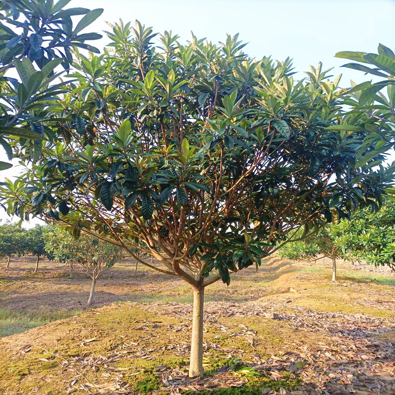 枇杷树苗别墅庭院行道大型耐寒四季常青绿化风景果树盆栽枇杷果树