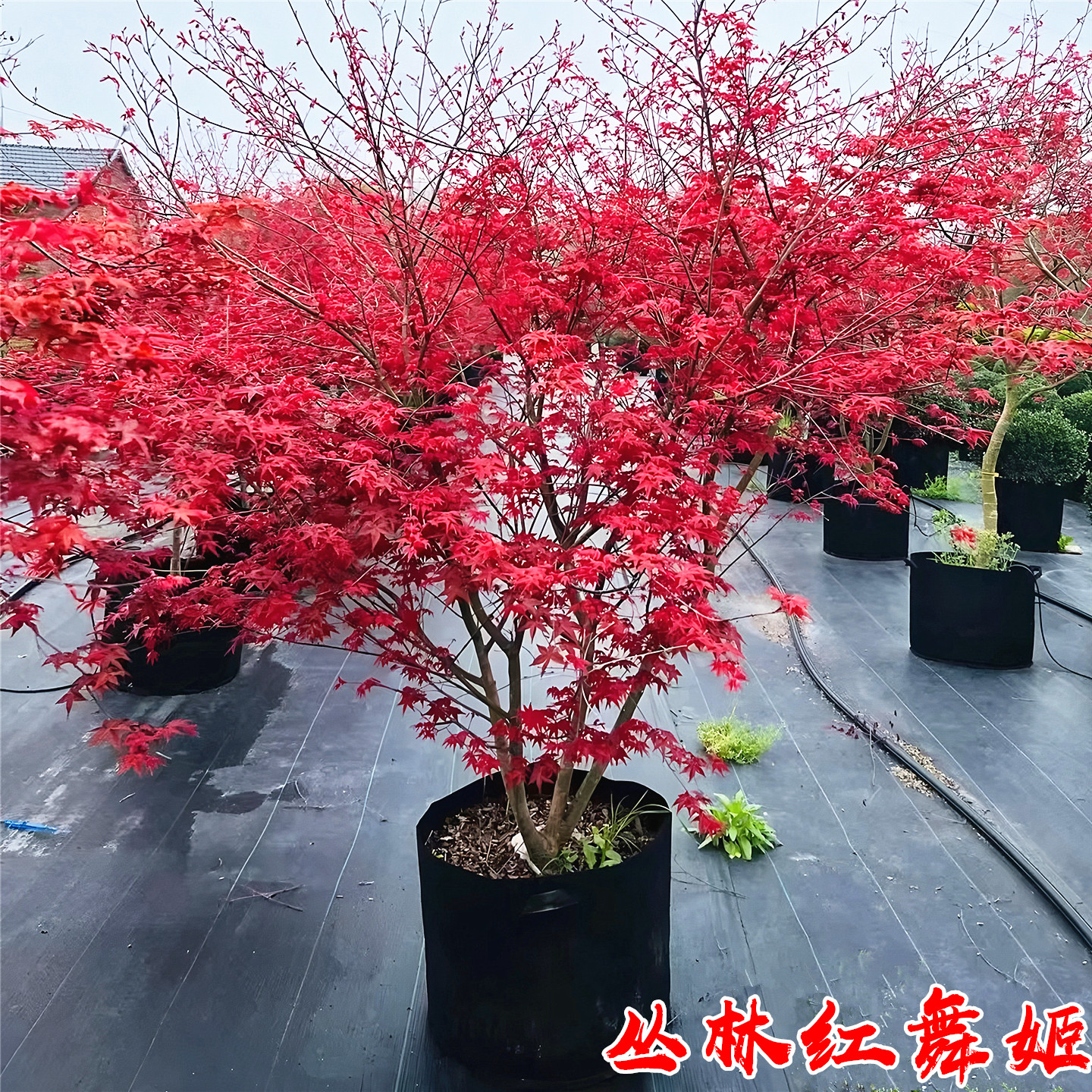 丛生红舞姬庭院造型彩叶风景树苗