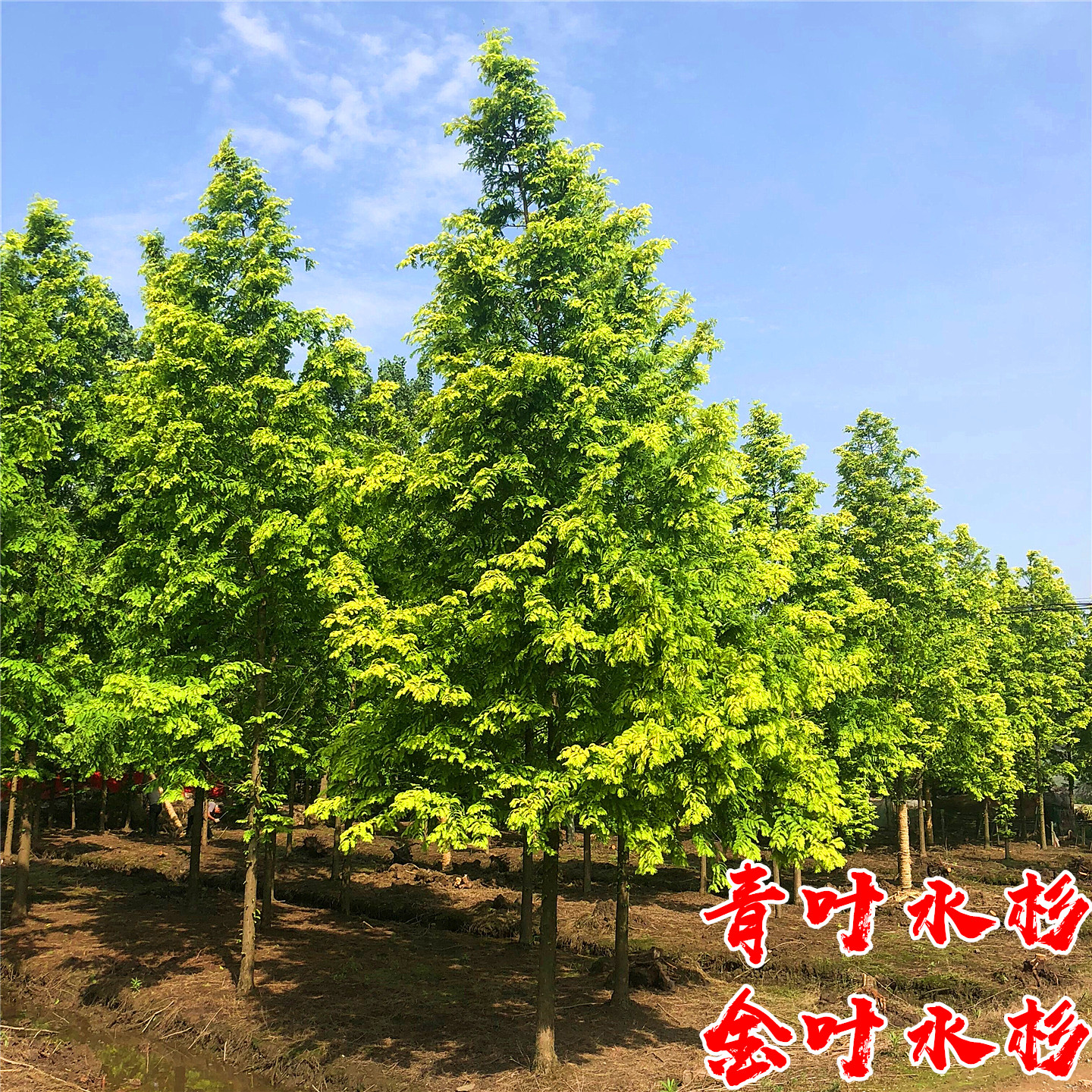 水杉庭院行道大型耐寒绿化风景树