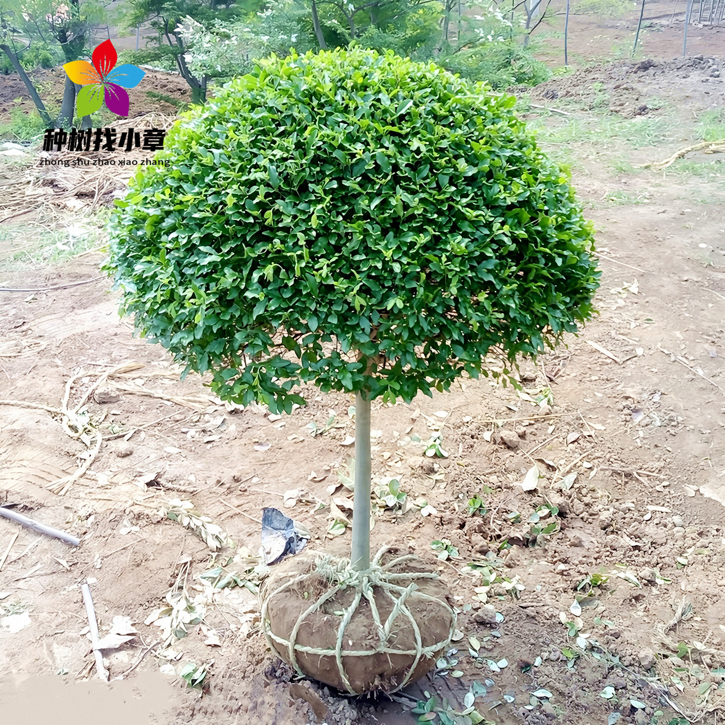 小叶女贞庭院耐寒景观绿化风景树