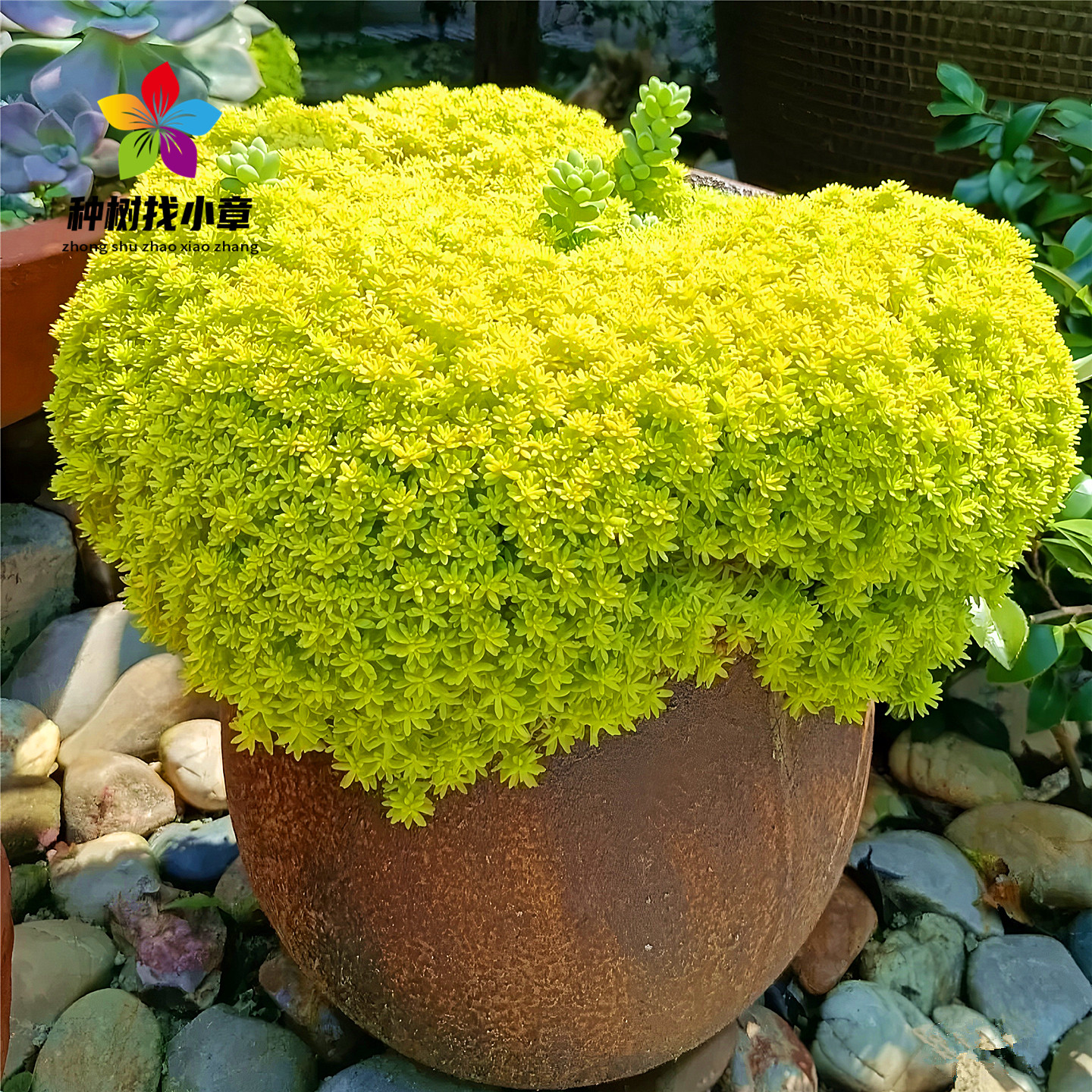 黄金佛甲草盆栽花镜绿化万年草