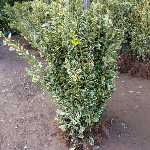 金边黄杨庭院耐寒四季常青绿化树