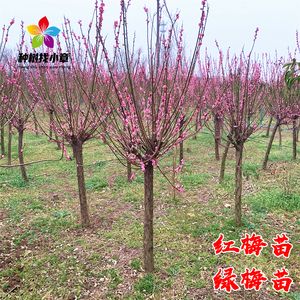 红梅花庭院园林耐寒绿化风景大树