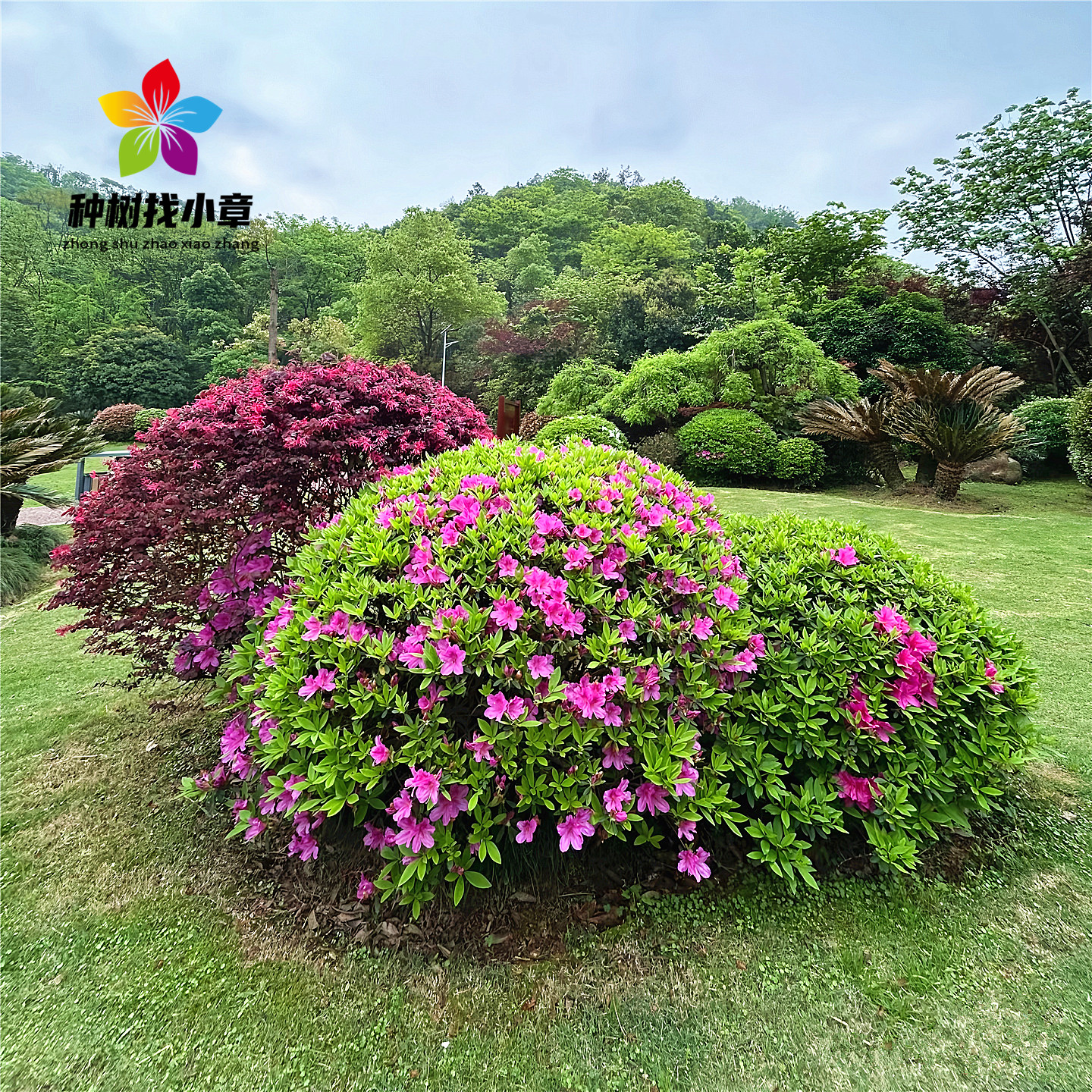 毛杜鹃花庭院四季常青绿化风景球