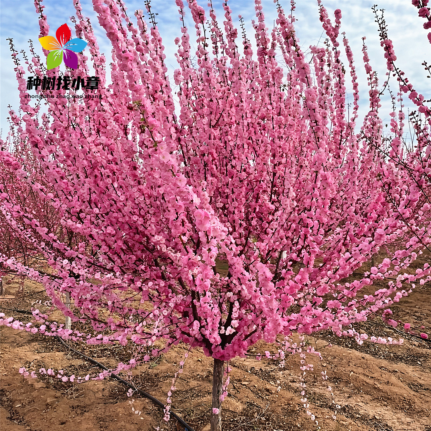 榆叶梅庭院园林耐寒绿化风景树苗