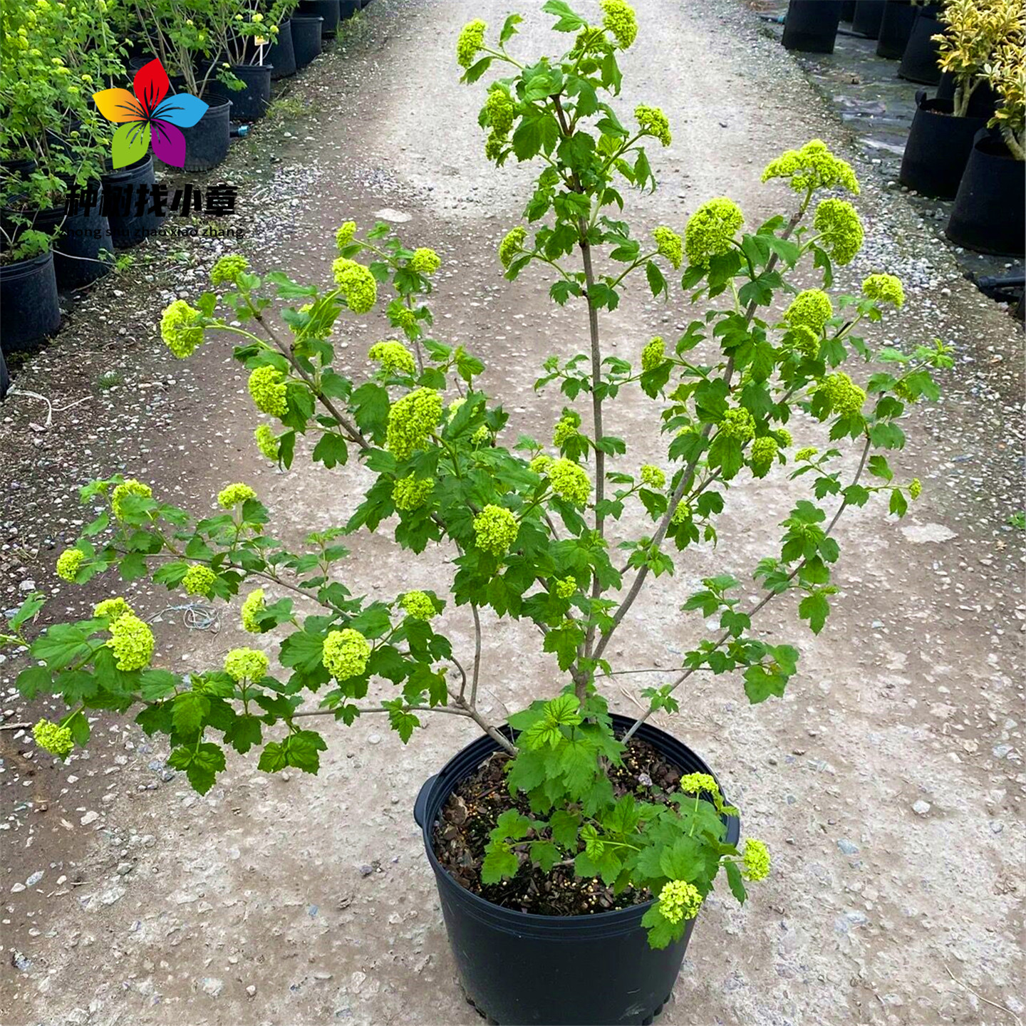 欧洲木绣球玫瑰花树苗庭院园林耐寒盆栽风景树棒棒糖中华木本绣球