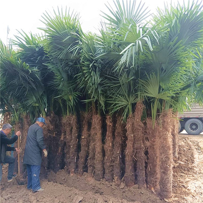 新客减棕榈树苗别墅庭院大型耐寒四季常青绿化风景植物扇子树热带