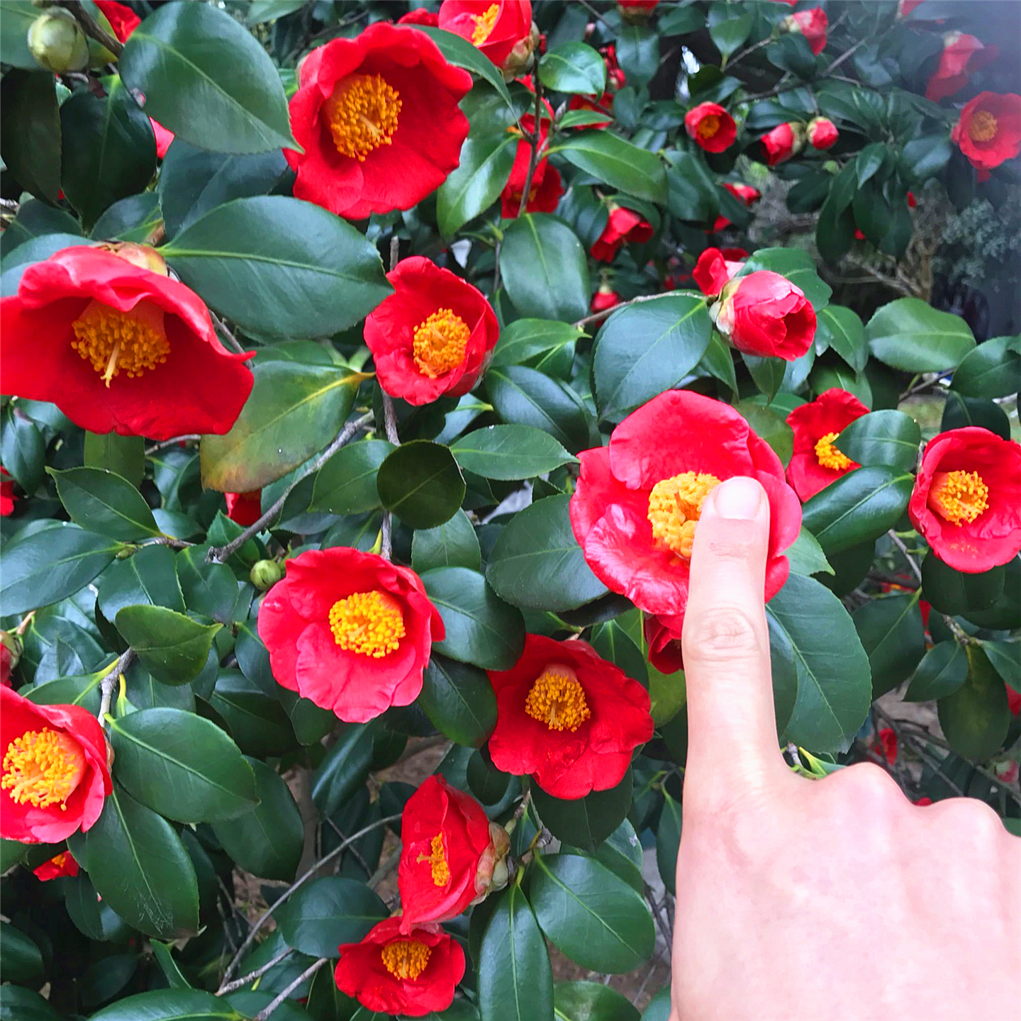 耐冬茶花树苗山茶小苗庭院园林大型耐寒盆栽四季常青浓香风景花树