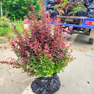 红叶小檗树苗庭院园林耐寒彩色绿化篱笆墙色块风景树紫红叶小波球