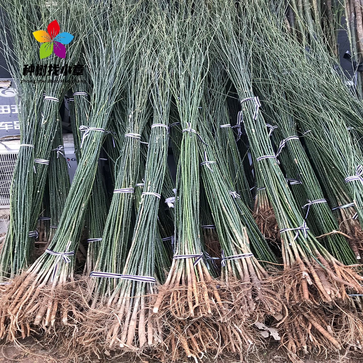 国槐树行道耐寒绿化工程风景树苗