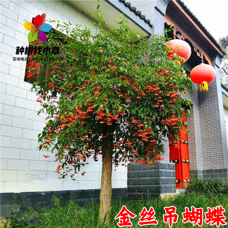 金丝吊蝴蝶树苗金线吊蝴蝶盆栽别墅庭院大型耐寒盆栽绿化风景树