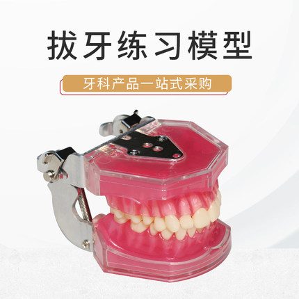 口腔牙颗拔牙教学模型 全口牙可拔齿科材料 牙科练习模型