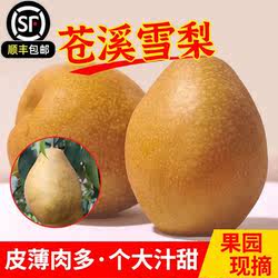 苍溪雪梨施家梨果园直发润肺化痰生津止渴新鲜甜润孕妇顺丰包邮