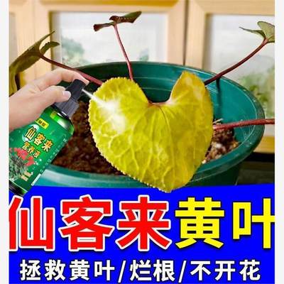 仙客来盆栽营养液四季开花肥料叶子发黄专用肥促开花防烂根专用药