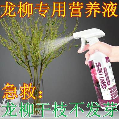 植物活力素浓缩营养液龙柳干枝水养枯木逢春雪柳银柳水培快速生根