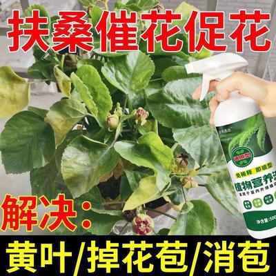 适合各种花的营养液扶桑花营养液防黄叶掉花苞重瓣盆栽朱瑾花木槿