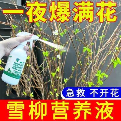 营养液养花专用通用龙柳干枝水养枯木逢春雪柳银柳水培植物营养液