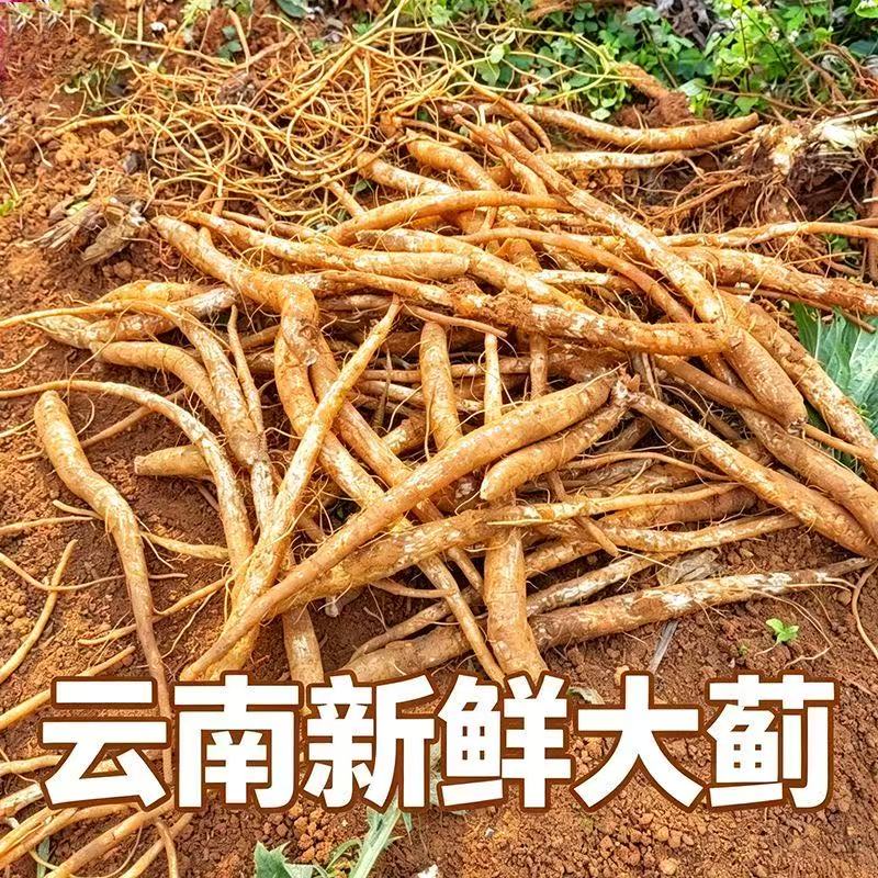 新鲜现挖云南大蓟根马刺根恶鸡婆刺萝卜野生包邮炖鸡排骨猪蹄清热