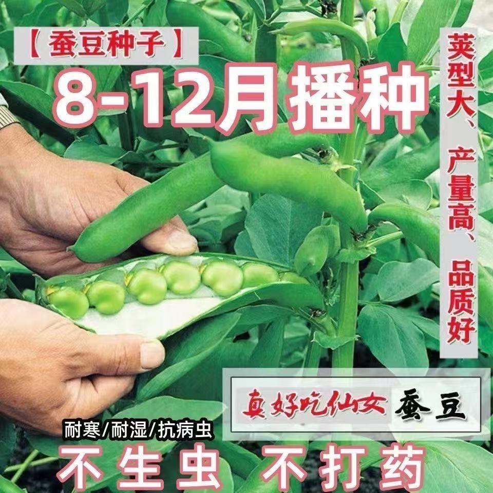 绿宝蚕豆种子耐寒早熟特大七星罗汉豆种籽春秋冬季播种胡豆蔬菜籽