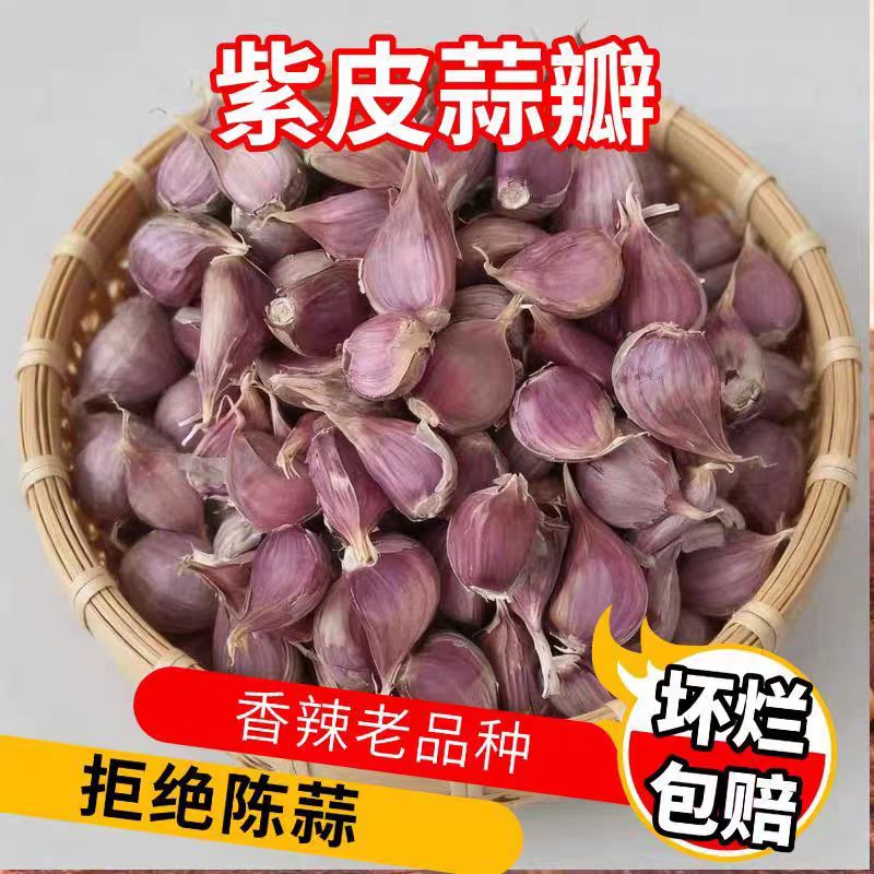 四川新鲜早熟红皮大蒜种子阳台盆栽蔬菜四季种植紫皮香蒜可吃可种