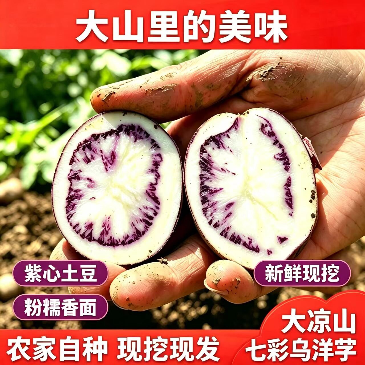 大凉山高山特产七彩乌洋芋老品种新鲜现挖紫色正宗紫心土豆云贵