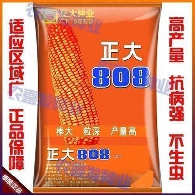 正大808玉米种籽抗倒矮杆高产玉米种子大田春夏播白轴杂交玉米种