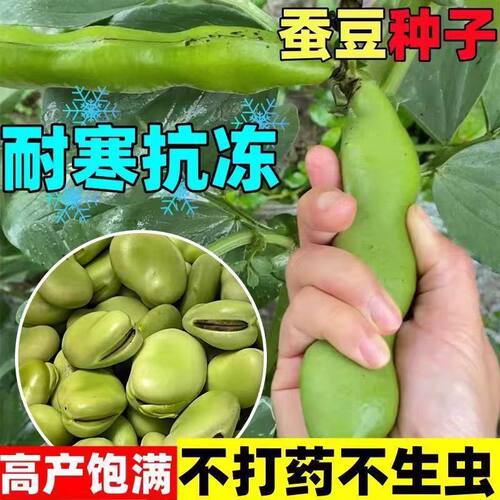 糯米蚕豆种子高产大粒罗汉豆早熟耐寒绿宝七星秋冬季播种蔬菜种籽