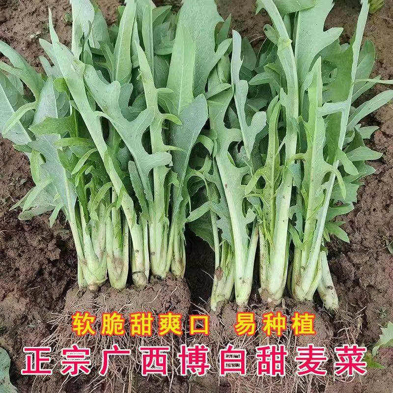 正宗广西博白甜麦菜苗白梗健康绿色蔬菜苗现拔现发四季种植可盆栽