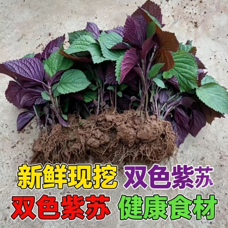 盆栽食用紫苏叶四季种植菜苗秧苗苏子叶紫苏种子种籽孑子紫苏苗