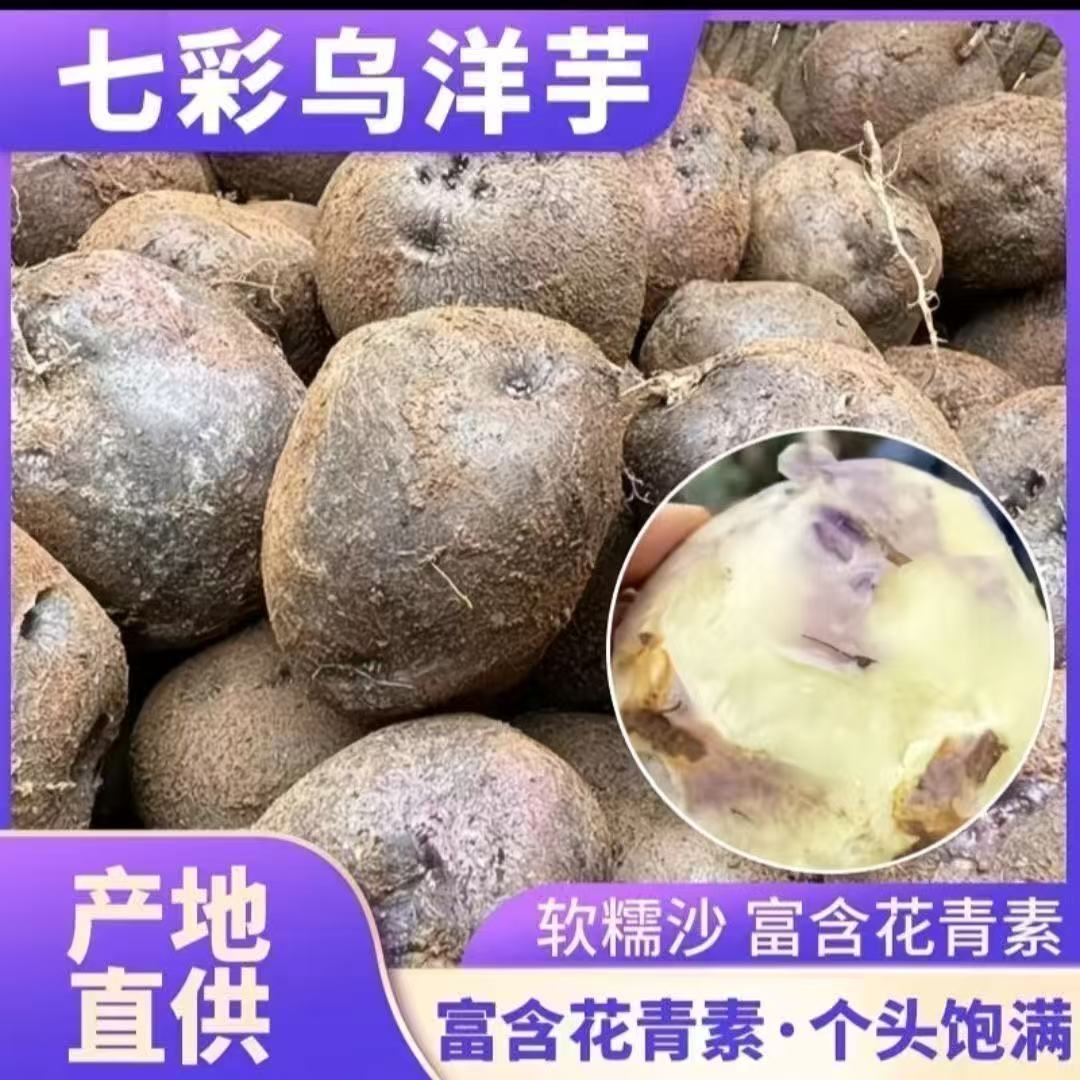 乌洋芋花心马铃薯非转种子贵州特产七彩洋芋云南新鲜紫土豆冰淇淋