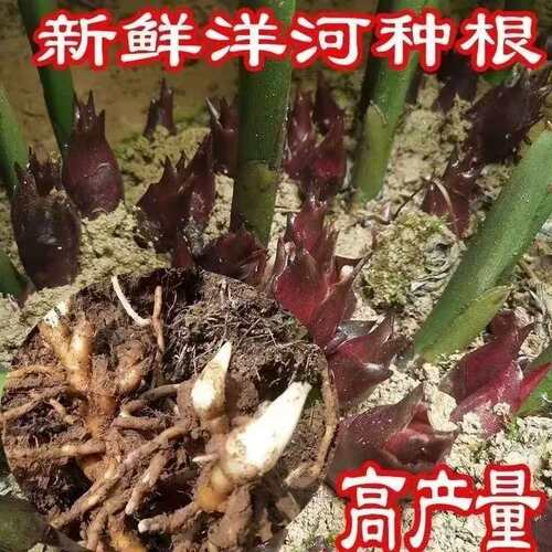 恩施阳荷根高山种植洋荷苗新鲜阳霍根现挖现发自家种坏包赔