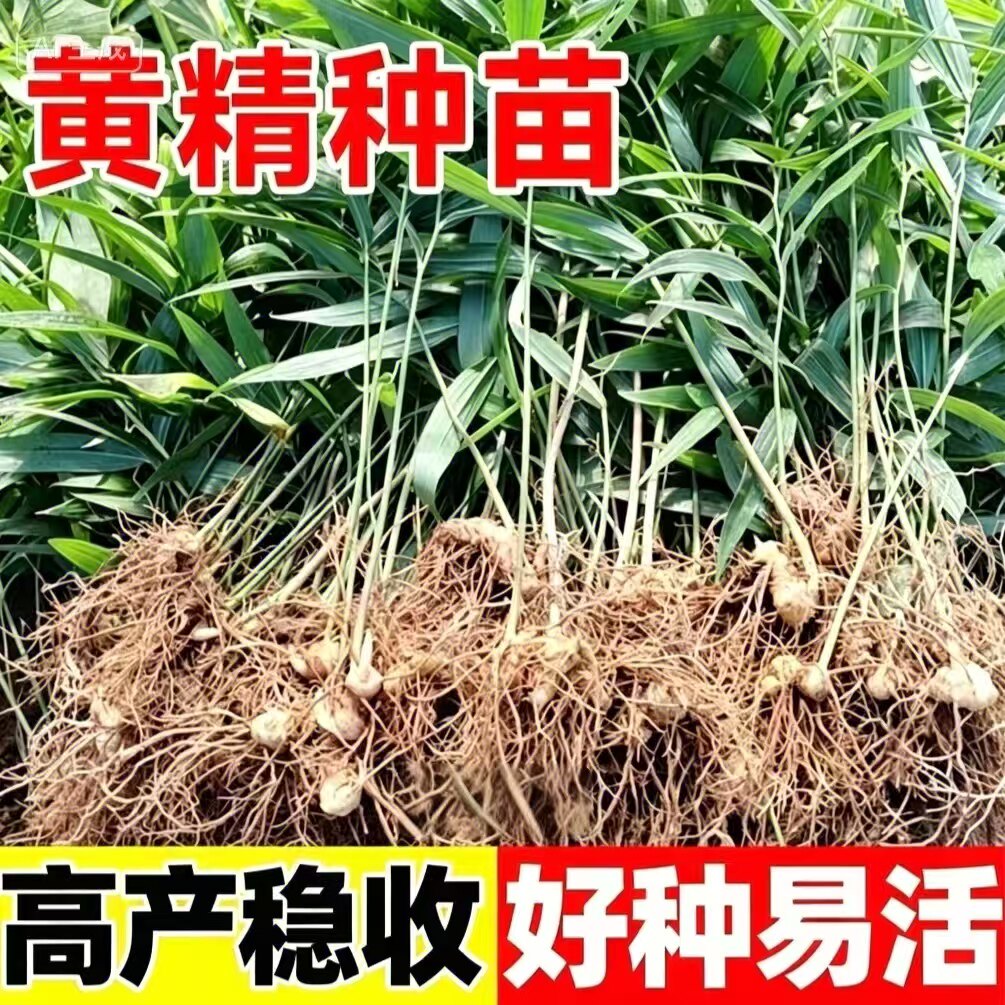 黔阳送种植技术黄精块茎黄精种现挖白色庭院植物正宗黄金种苗新鲜