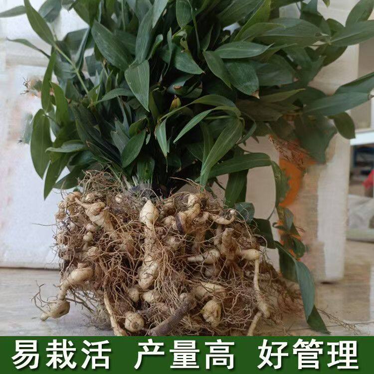 九华山老虎姜种子新鲜多花黄精姜形倒苗黄精种植苗带芽现挖图片