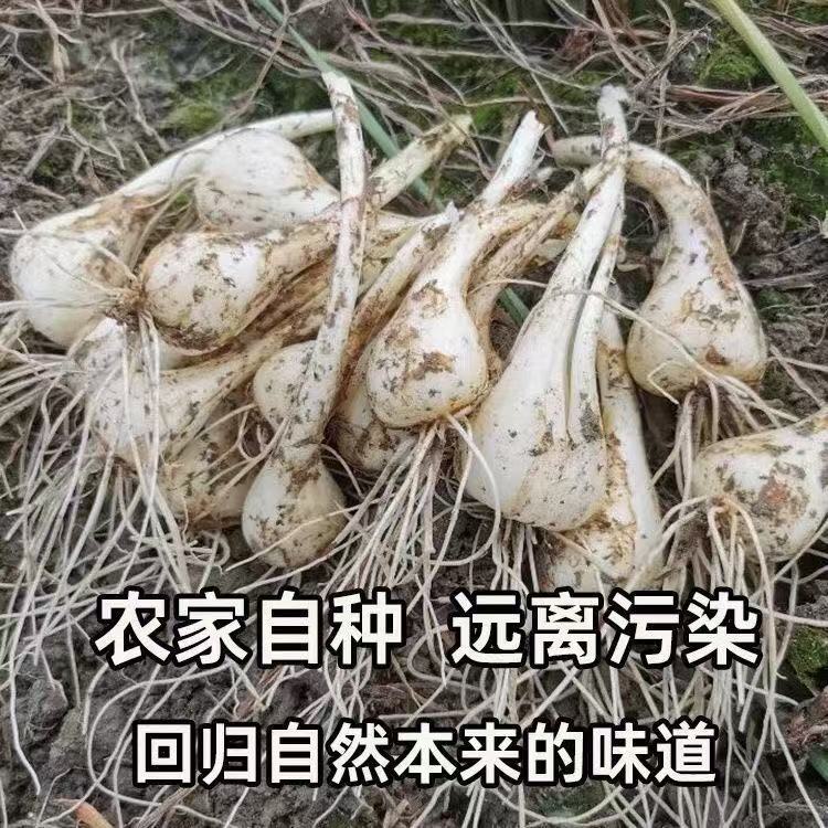 藠头种子带根须茭头种子重庆新鲜带泥荞头现挖农家当季蔬菜教头