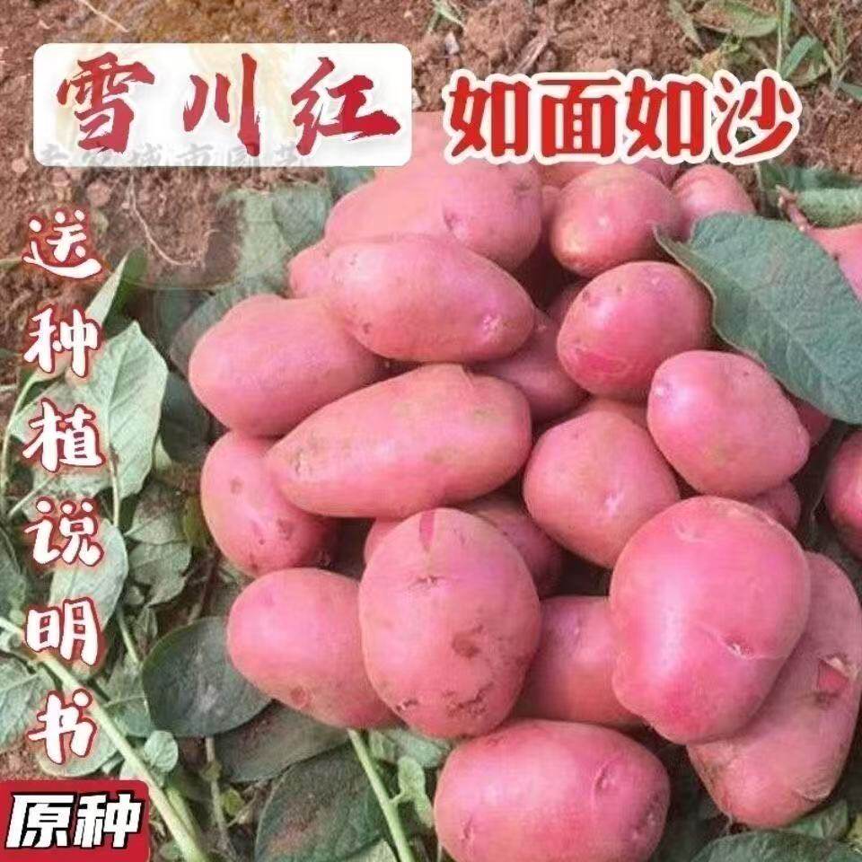 农家庭院蔬菜黄心马铃薯种子黄皮小土豆洋芋种老品种带芽土豆