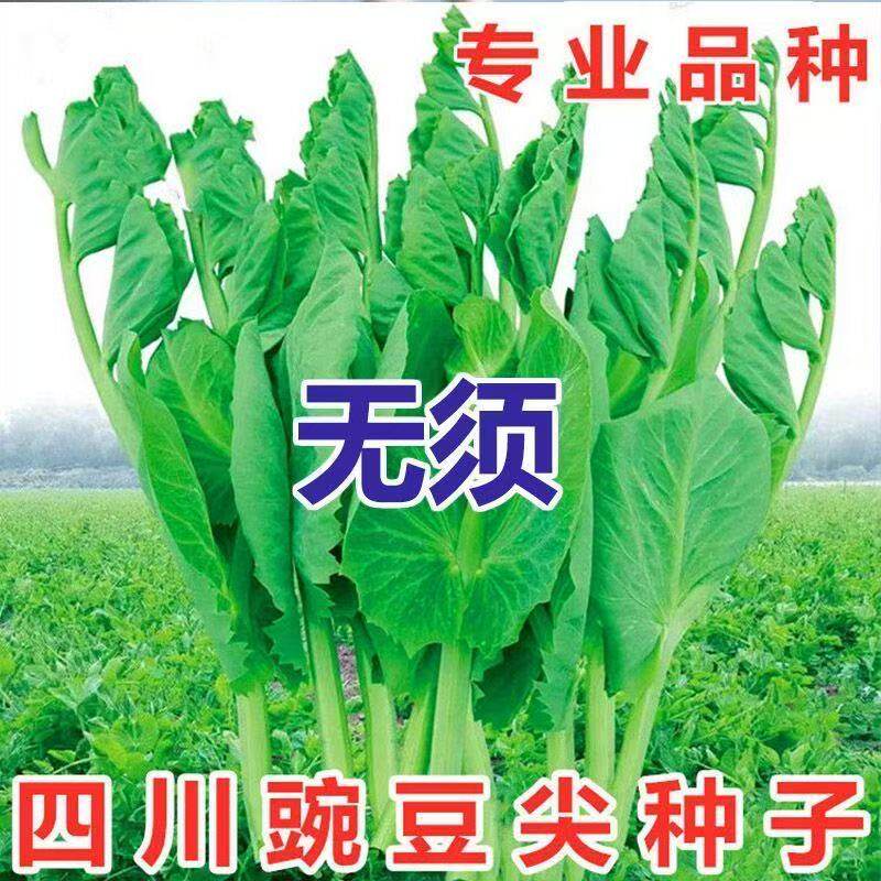 阳台盆栽芽苗菜秋冬季蔬菜种子豌豆尖四季易种无须豌豆苗